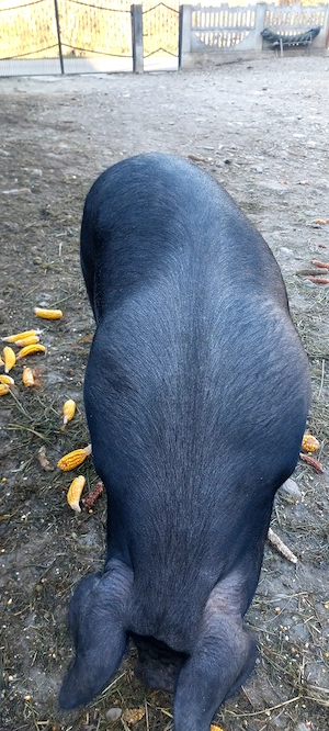 Porc BAZNA la 140 kg - imagine 3
