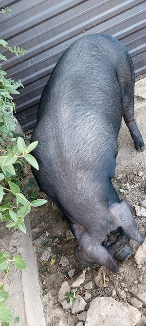 Porc BAZNA la 140 kg - imagine 5