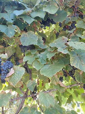 vand strugurii rosii pentru vin 3 lei kg