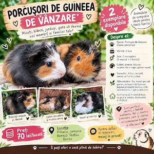Porcușori de guineea 