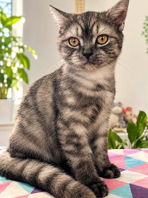 British shorthair tabby - imagine 2