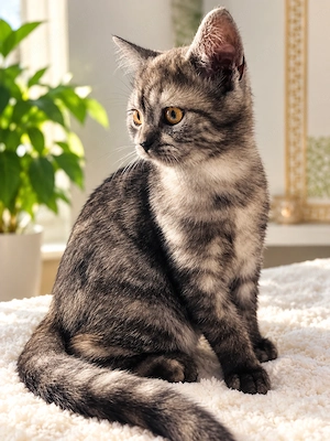 British Shorthair Tabby - imagine 3