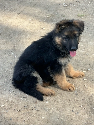 Puișori de ciobănesc german
