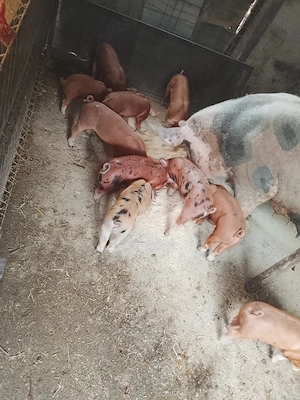 Purcei  duroc 