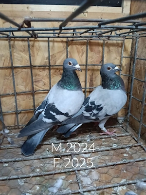 Porumbei voiajori 