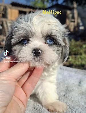 Maltipoo de vânzare.  - imagine 2