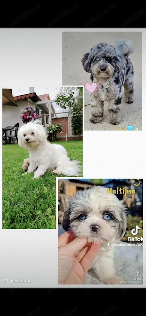 Maltipoo de vânzare. 