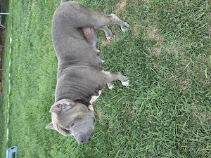 Femelă American Bully XL, în vârstă de 5 ani, iubitoare de copii - imagine 4