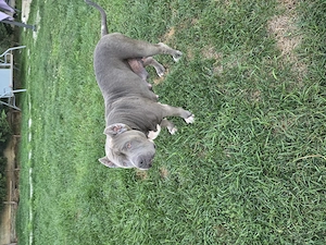 Femelă American Bully XL, în vârstă de 5 ani, iubitoare de copii - imagine 2