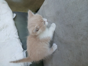 Adoptii 2 pui pisica - imagine 2