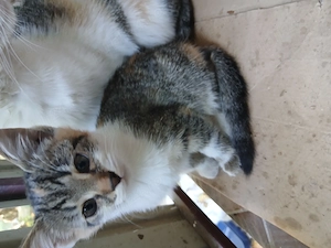 Adoptii 2 pui pisica
