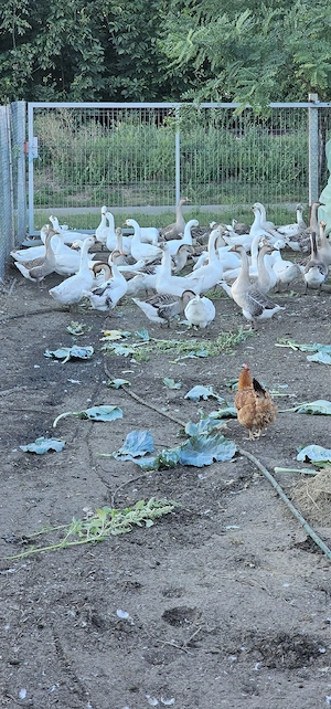 Gâște crescute cu cereale și verdeață  - imagine 4