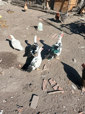 Vand rate mute (leșesti )