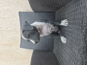 Catel Amstaff Blue rasa pura - imagine 5