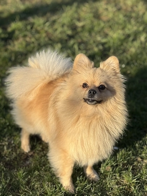 Pui Pomeranian spitz  - imagine 3