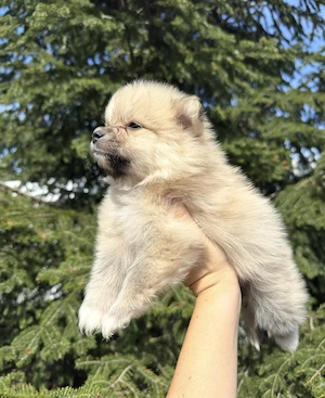 Pui Pomeranian spitz 
