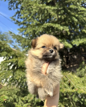 Pui Pomeranian spitz  - imagine 2