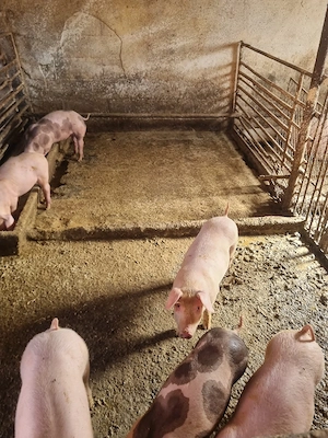 Vind purcei petrean de 2 luni pentru mai multe detalii la tel  