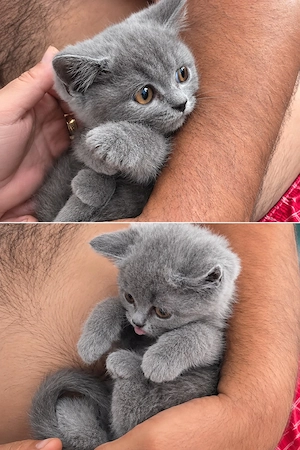 british shorthair blue  - imagine 2