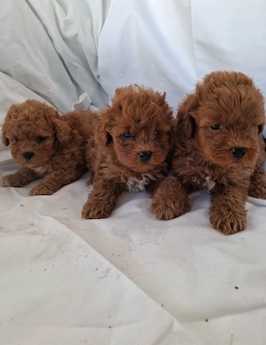Pudel Chaniche Red !