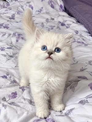 Ragdoll puiuți frumoși 