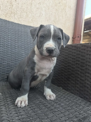Catel Amstaff Blue rasa pura