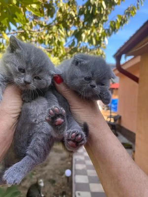 British shorthair blue  - imagine 2