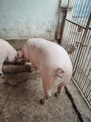 Porci de carne crescuti bio - imagine 2