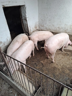 Porci de carne crescuti bio - imagine 3