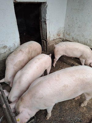 Porci de carne crescuti bio