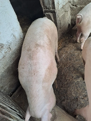 Porci de carne crescuti bio - imagine 4