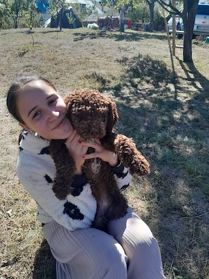 Cățel lagotto patru luni femelă  - imagine 2