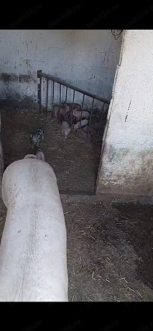 Vând scroafa Landrace la a 2 fătare cu 9 purcei de o săptămâna! - imagine 2