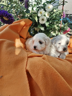 Bichon maltez - imagine 4