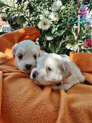 Bichon maltez - imagine 3