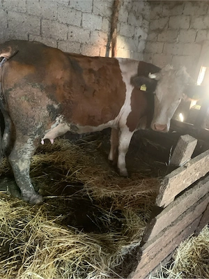 vand vaca cu vitel de 4 saptamani  - imagine 2