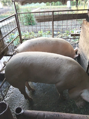 Vând porci de carne Rasa Landras cu marele alb  - imagine 2