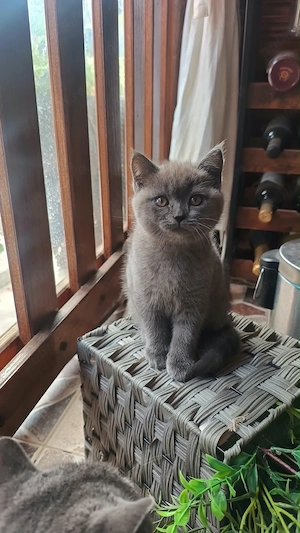 Vand pui British Shorthair 