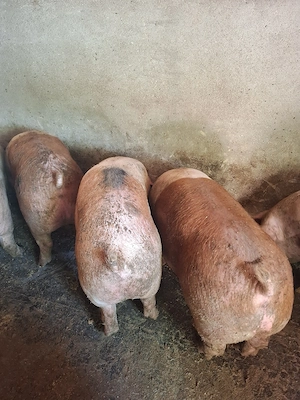 Vând porci crescuți la curte 150kg-180kg
