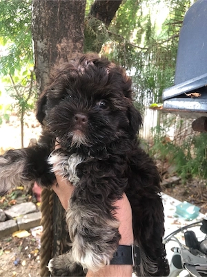 maltipoo ciocolatiu baietel 2 luni - imagine 2