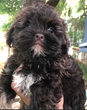 bichonel maltipoo ciocolatiu