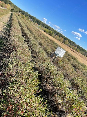 Plantatie Aronia de 12 ani,5300mp,intabulat,intravilan - imagine 3