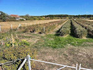 Plantatie Aronia de 12 ani,5300mp,intabulat,intravilan - imagine 2