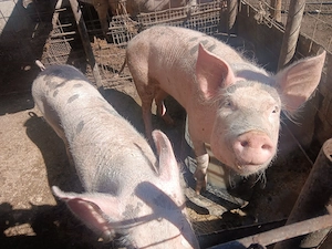 Porc (scroafă) de vânzare