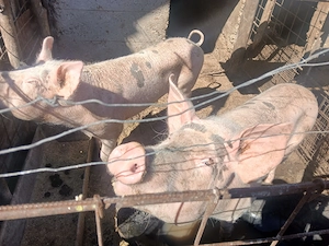 Porc (scroafă) de vânzare - imagine 4