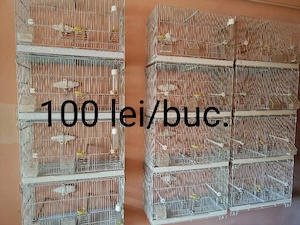 Colivii si transportatoare