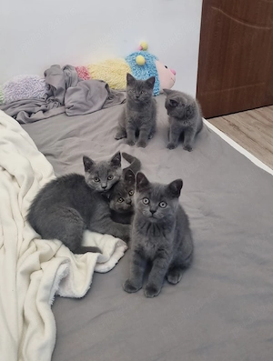 Puiuți british shorthair 