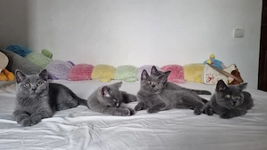 Puiuți british shorthair  - imagine 2