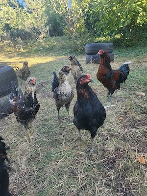 Ameraucana   Easter Eggers cocosi vanzare