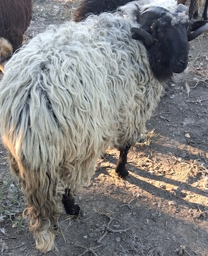 Berbec turcan de vanzare